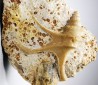 Dicroloma lorieri - Bajocien Sup. - Evrecy (14), France