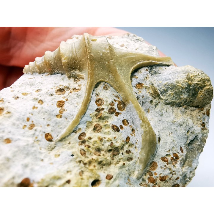 Dicroloma lorieri - Upper Bajocian - Evrecy (14), France