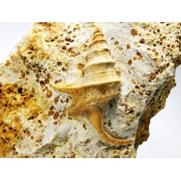 Dicroloma lorieri - Bajocien Sup. - Evrecy (14), France