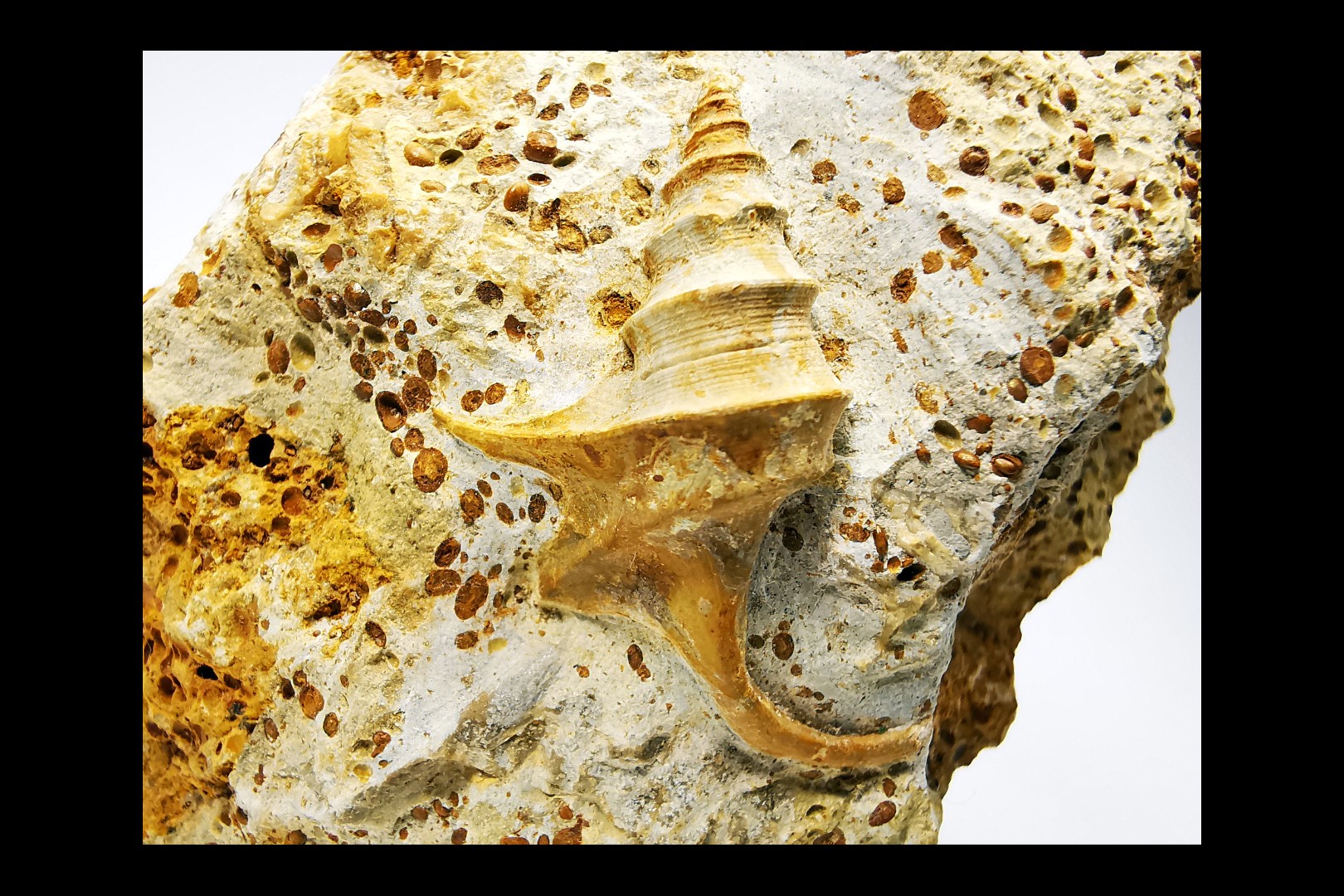 Dicroloma lorieri - Upper Bajocian - Evrecy (14), France