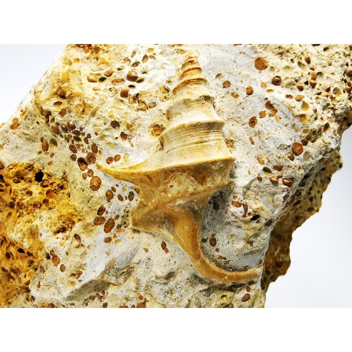 Dicroloma lorieri - Upper Bajocian - Evrecy (14), France