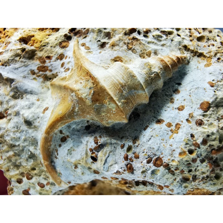 Dicroloma lorieri - Upper Bajocian - Evrecy (14), France