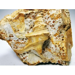 Dicroloma lorieri - Upper Bajocian - Evrecy (14), France