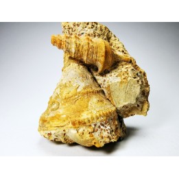 Pietteia hamus et Pyrgotrochus - Bajocien Sup. - Evrecy (14), France