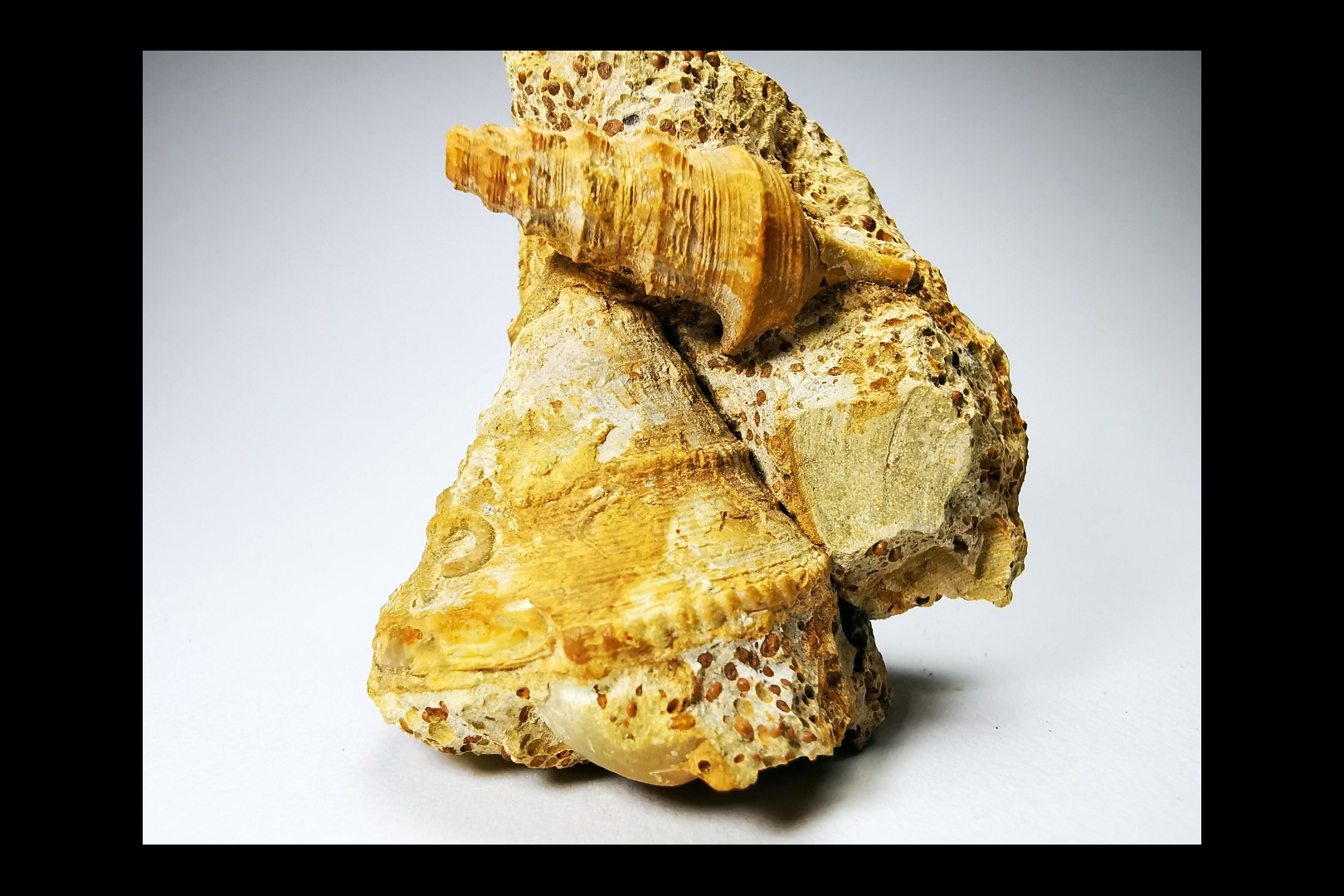 Pietteia hamus et Pyrgotrochus - Bajocien Sup. - Evrecy (14), France