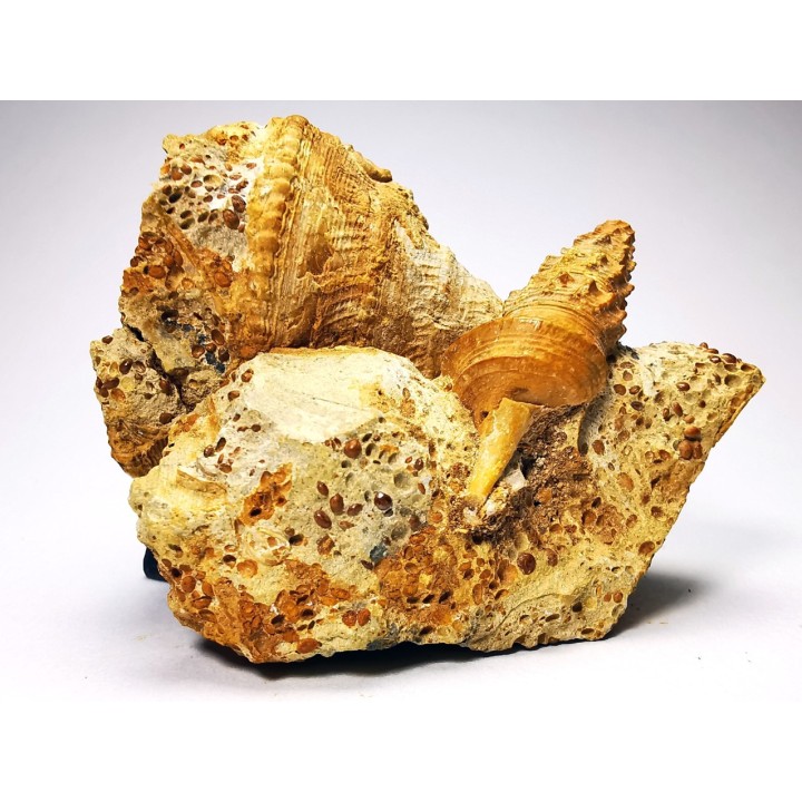 Pietteia hamus and Pyrgotrochus - Upper Bajocian - Evrecy (14), France