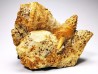 Pietteia hamus et Pyrgotrochus - Bajocien Sup. - Evrecy (14), France