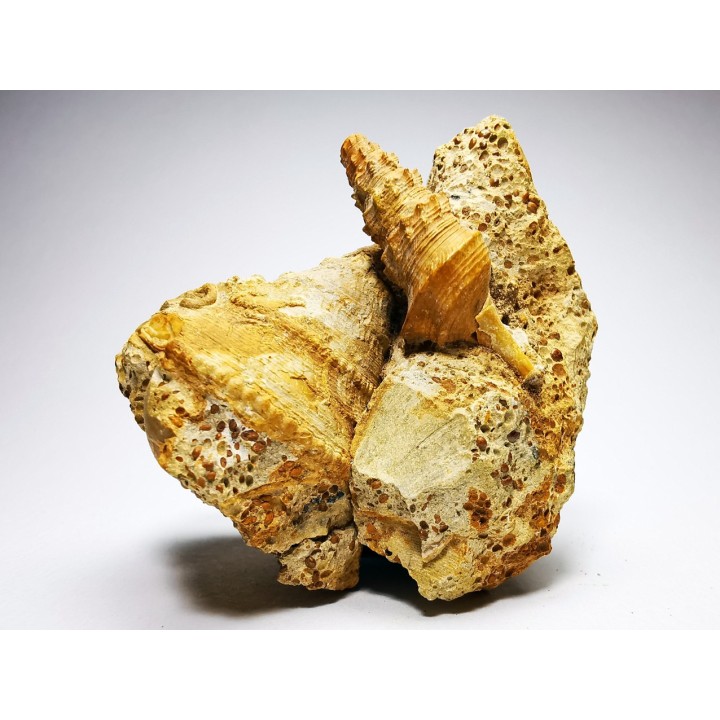 Pietteia hamus et Pyrgotrochus - Bajocien Sup. - Evrecy (14), France