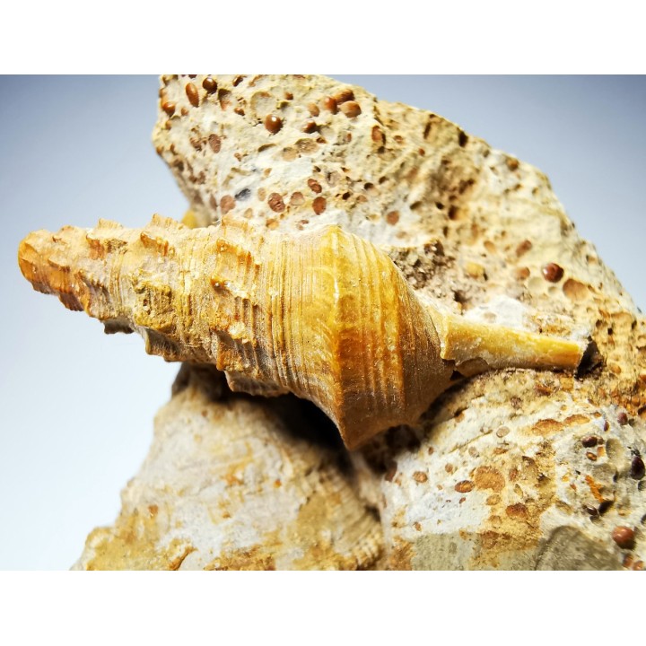 Pietteia hamus and Pyrgotrochus - Upper Bajocian - Evrecy (14), France