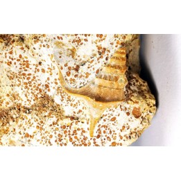 Pietteia hamus and Pseudomelania - Upper Bajocian - Evrecy (14), France