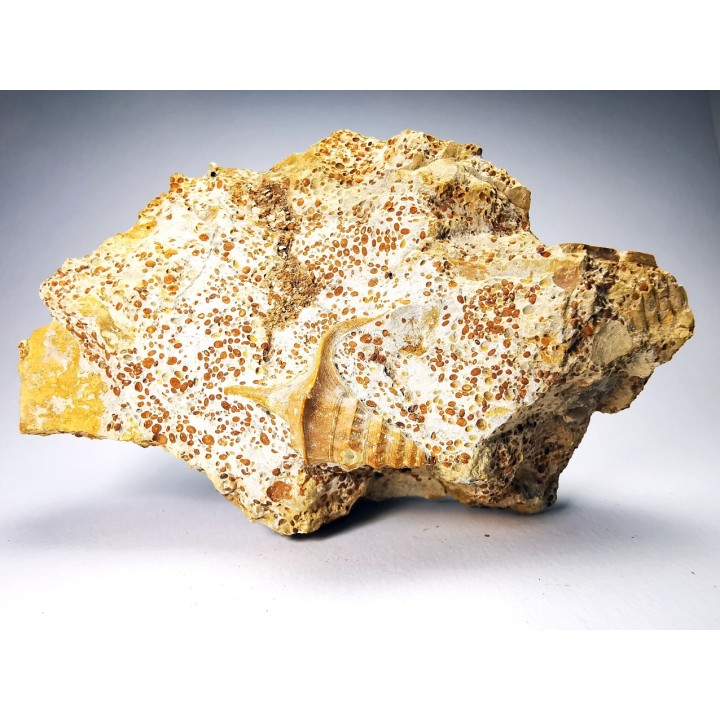 Pietteia hamus and Pseudomelania - Upper Bajocian - Evrecy (14), France