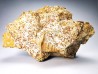 Pietteia hamus and Pseudomelania - Upper Bajocian - Evrecy (14), France