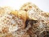 Pietteia hamus et Pseudomelania - Bajocien Sup. - Evrecy (14), France