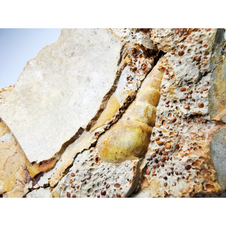 Pietteia hamus and Pseudomelania - Upper Bajocian - Evrecy (14), France