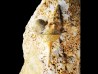 Pietteia hamus et Chondroceras - Bajocien Sup. - Evrecy (14), France