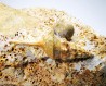 Pietteia hamus et Chondroceras - Bajocien Sup. - Evrecy (14), France