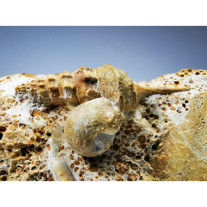 Pietteia hamus and Chondroceras - Upper Bajocian - Evrecy (14), France