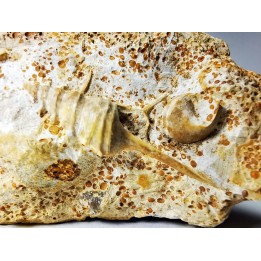 Spiniloma longispina and Lamelliphorus - Upper Bajocian - Evrecy (14), France