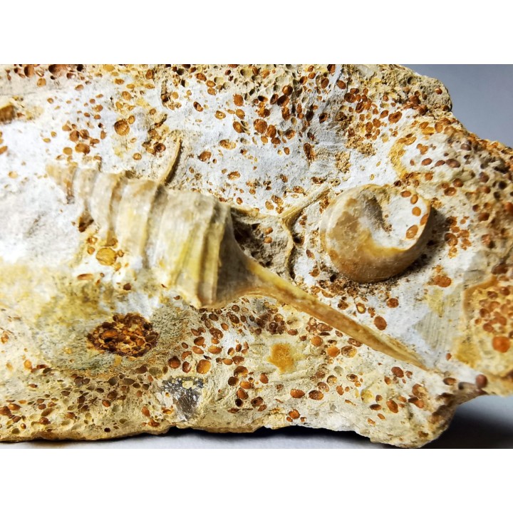 Spiniloma longispina and Lamelliphorus - Upper Bajocian - Evrecy (14), France