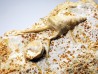 Spiniloma longispina et Lamelliphorus - Bajocien Sup. - Evrecy (14), France