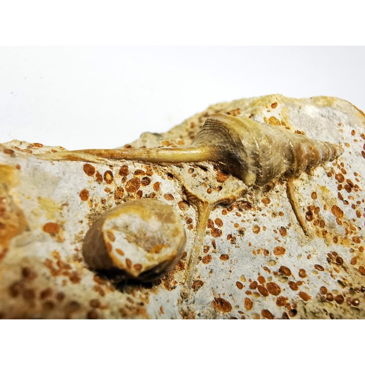 Spiniloma longispina et Lamelliphorus - Bajocien Sup. - Evrecy (14), France