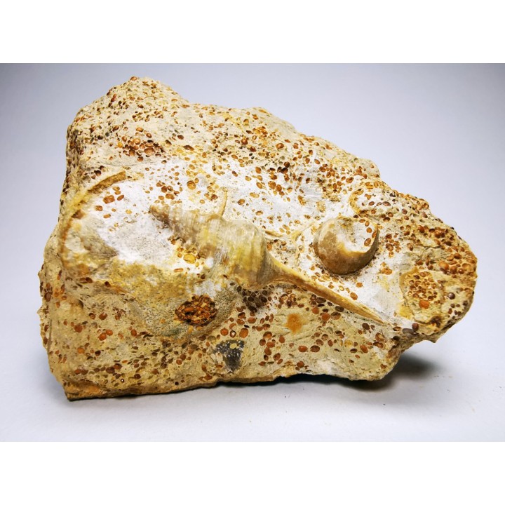 Spiniloma longispina et Lamelliphorus - Bajocien Sup. - Evrecy (14), France
