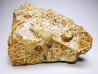 Spiniloma longispina et Lamelliphorus - Bajocien Sup. - Evrecy (14), France