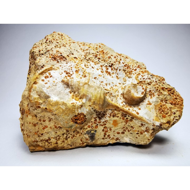 Spiniloma longispina et Lamelliphorus - Bajocien Sup. - Evrecy (14), France