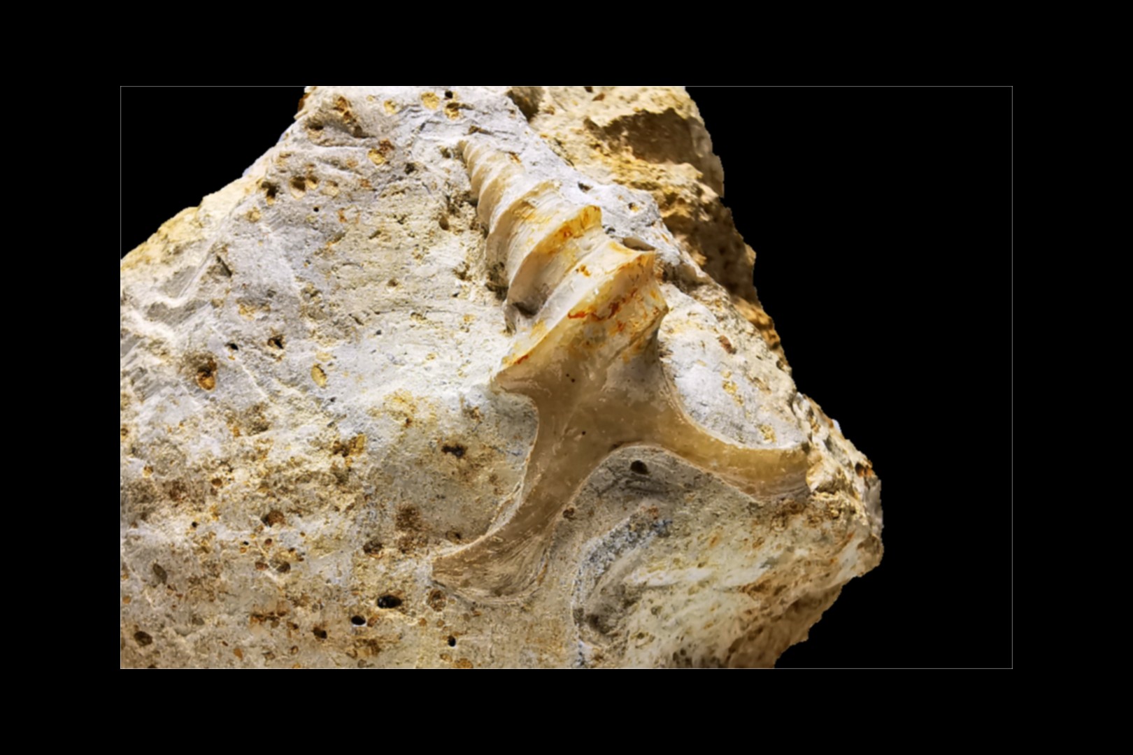Pietteia hamus et Pyrgotrochus - Bajocien Sup. - Evrecy (14), France