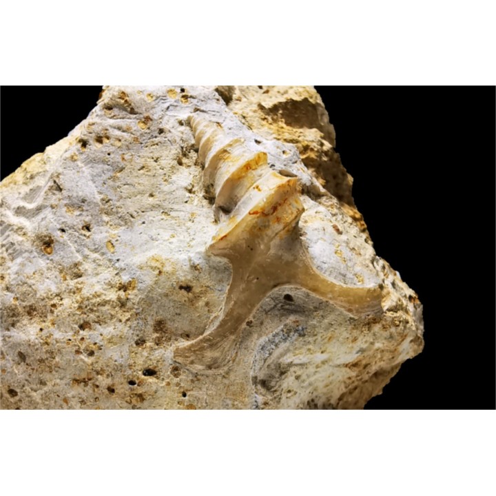 Pietteia hamus and Pyrgotrochus - Upper Bajocian - Evrecy (14), France