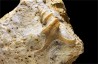 Pietteia hamus et Pyrgotrochus - Bajocien Sup. - Evrecy (14), France