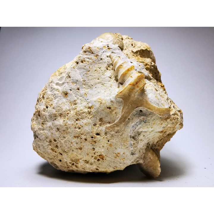 Pietteia hamus et Pyrgotrochus - Bajocien Sup. - Evrecy (14), France