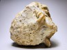 Pietteia hamus and Pyrgotrochus - Upper Bajocian - Evrecy (14), France