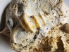 Pietteia hamus et Pyrgotrochus - Bajocien Sup. - Evrecy (14), France
