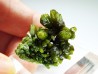 Pyromorphite - Chaillac (36) - FRANCE