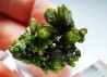 Pyromorphite - Chaillac (36) - FRANCE