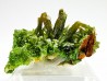 Pyromorphite - Chaillac (36) - FRANCE