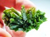 Pyromorphite - Chaillac (36) - FRANCE