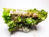 Pyromorphite - mine Daoping, guangxi province, CHINA
