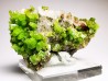 Pyromorphite - mine Daoping, guangxi province, CHINE