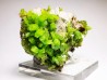 Pyromorphite - mine Daoping, guangxi province, CHINA
