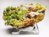 Pyromorphite - mine Daoping, guangxi province, CHINE