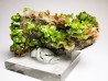 Pyromorphite - mine Daoping, guangxi province, CHINA
