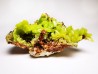 Pyromorphite - mine Daoping, guangxi province, CHINE