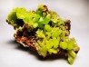 Pyromorphite - mine Daoping, guangxi province, CHINE