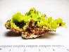 Pyromorphite - mine Daoping, guangxi province, CHINE
