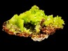 Pyromorphite - mine Daoping, guangxi province, CHINA