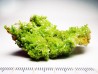 Pyromorphite - mine Daoping, guangxi province, CHINA