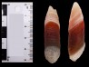 Agate from Alashan, Chinese Mongolia