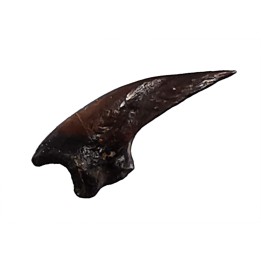 theropod dinosaur claw (indet.) - Maastrichtian (South Dakota)